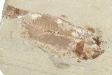 Fossil Eurypholis With Nematonotus & Shrimp - Hjoula, Lebanon #202166-3
